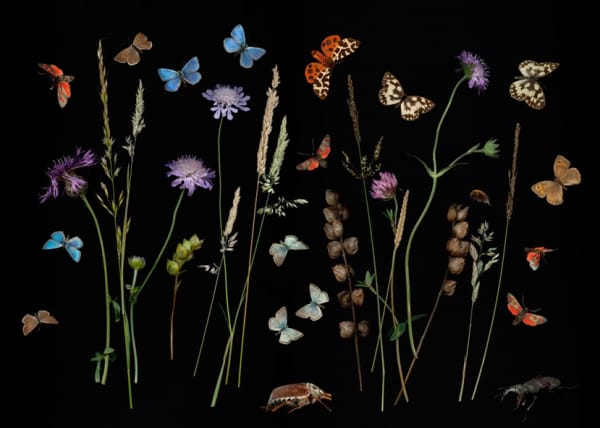 Alison Stolwood, Nature Study, 2015