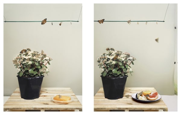 Alison Stolwood, Painted Lady with Sedum and Sponge-Painted Lady with Sedum and Fruit, 2011