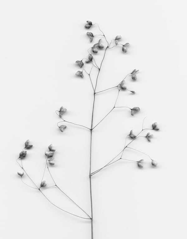 Alison Stolwood, Wildflower Seeds (Quaking Grass), 2014