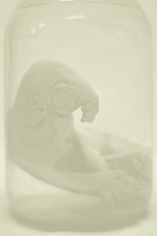 Daniel Malva, Elephas maximus: fetus, 2014