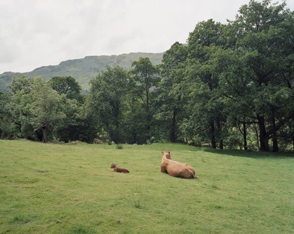 Alison Stolwood, Cow and Calf, 2009