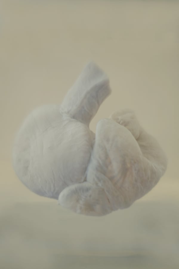 Daniel Malva, Caiman latirostris: cor, 2010