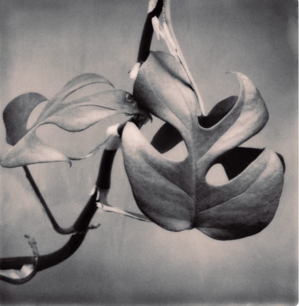 Yulia Mahr, The Fact of Mutability V (b), 2023