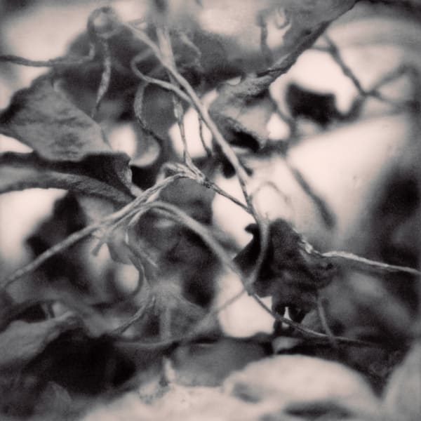 Yulia Mahr, The Fact of Mutability V (b), 2023