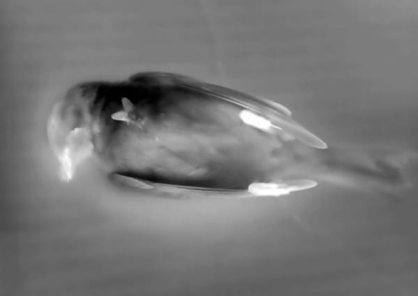 Yulia Mahr, About a Bird (I), 2024