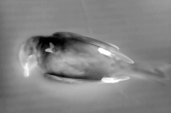 Yulia Mahr, About a Bird (I), 2024