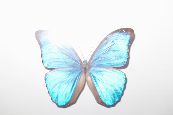 Rinko Kawauchi, Untitled, from the 4% series (butterfly), 2012