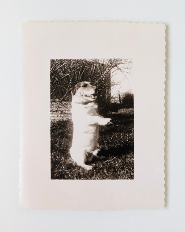 Untitled (Dog)