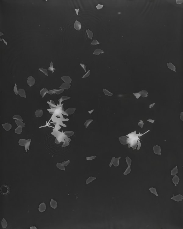 Rain and Blossom no.1