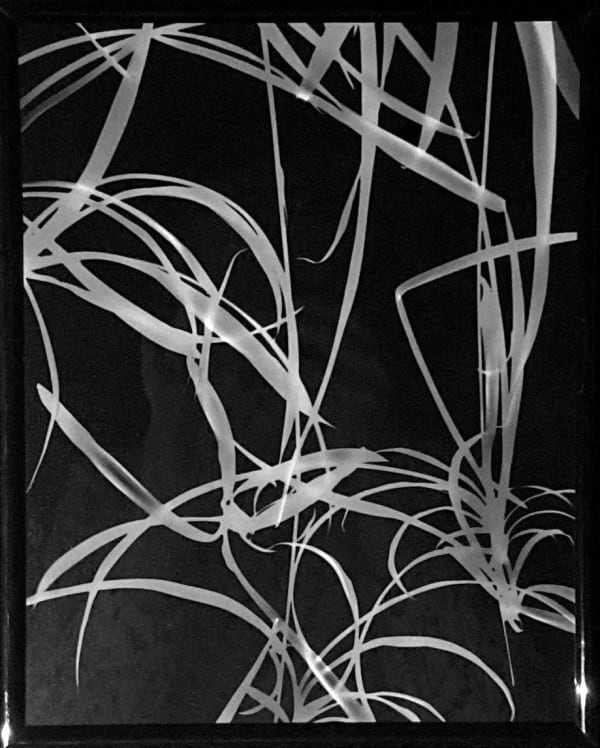 Cathy Rogers Falling II, 2023 Photogram 25.4 x 20.3 cm 10 x 8 in