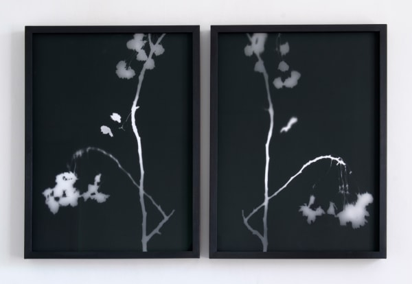 Kate Beaugié, Nature Morte Diptych, 2023