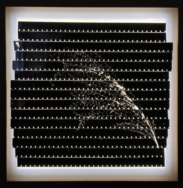 Cathy Rogers Miscanthus, 2022 Photogram, black and white 16mm film, LED light panel 30 x 30 cm 11 13/16 x 11 13/16 in