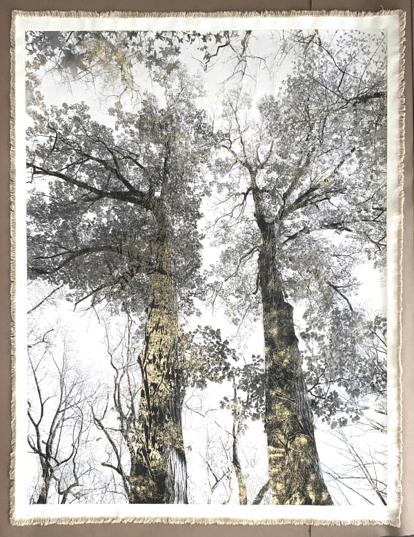 Van Cortlandt Oaks, 2022