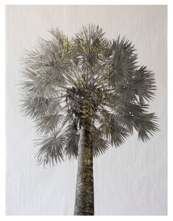 Bill Claps, Fairchild Garden Palm, 2022