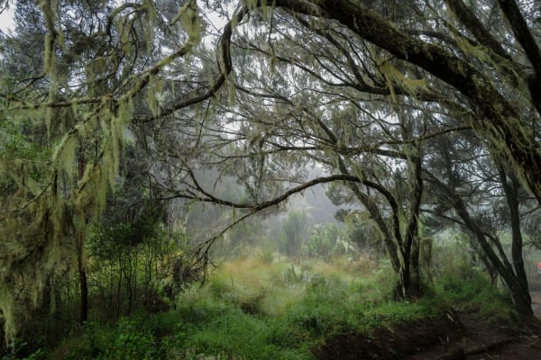 Omar Al Gurg, Everyman's Mountain: Forest – 003, 2021