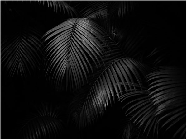 Kim De Molenaer, PERFECTION IN NATURE