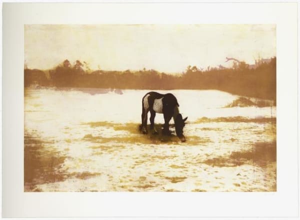 Peter Doig, Pinto, 2000-2001