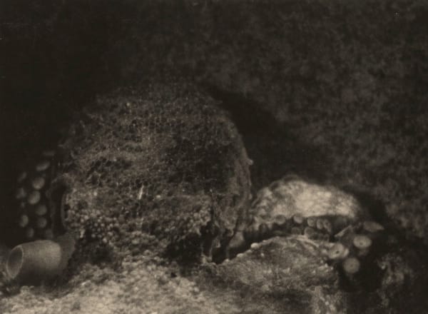 Jean Painlevé, Pieuvre de face, siphon respiratoire, 1928