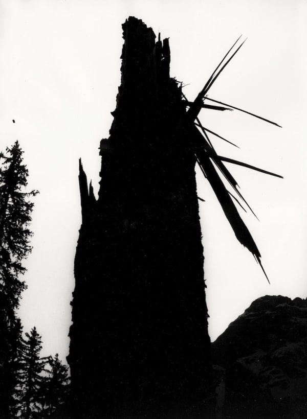 Jean-Claude Gautrand, La mort du pin (#2), 1967