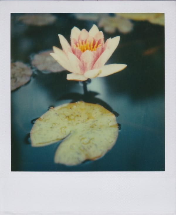 Marion Dubier-Clark Nénuphar Polaroid 7,7 x 7,9 cm 2.76 x 2.76 in Dim. papier: 10,7 x 8,8 cm