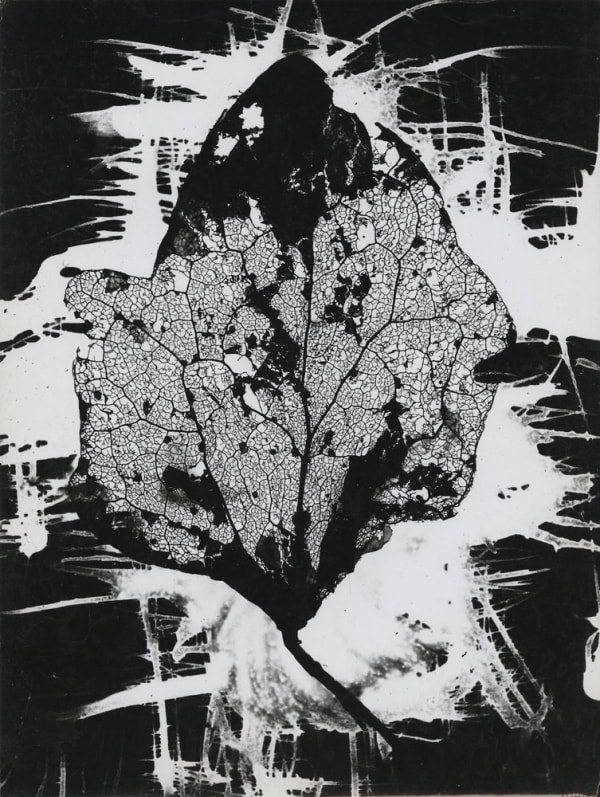 Roger Catherineau, Photogramme, c. 1954-1955