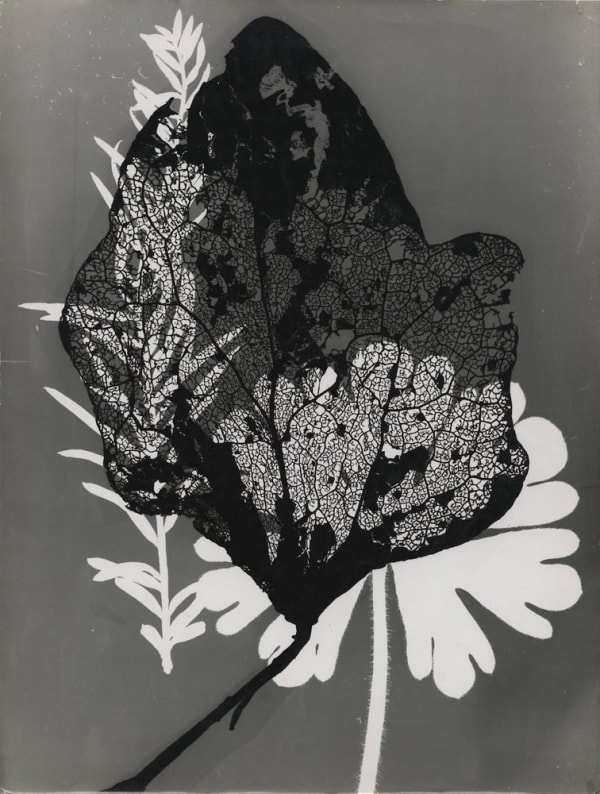 Roger Catherineau, Photogramme, c. 1954-1955