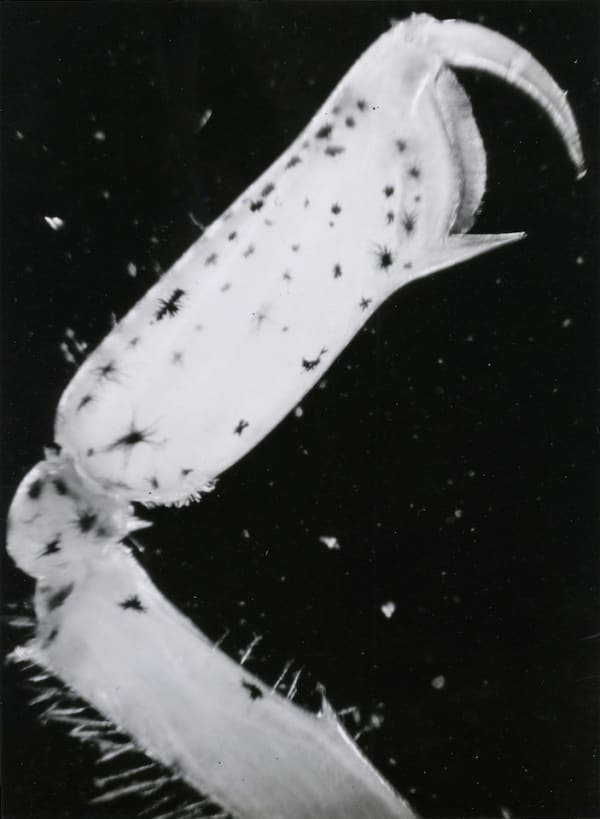 Jean Painlevé et Eli Lotar, Patte de homard, 1929