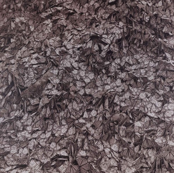 Steven Rifkin Untitled, Michoacán, Mexico Tirage gélatino-argentique
