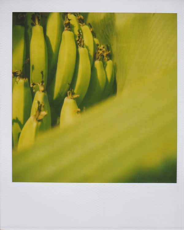 Marion Dubier-Clark, Bananas, 2007-2010