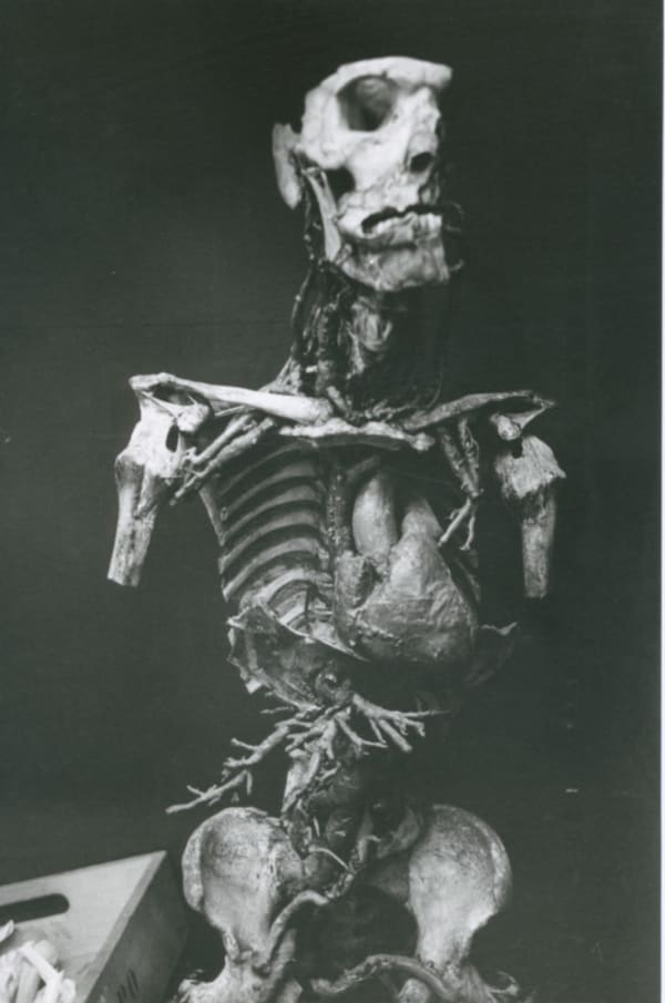 Hervé Guibert Musée de l'Homme, Paris Tirage gélatino-argentique d'époque 15,6 x 23,5 cm Dim. papier: 15,6 x 23,5 cm