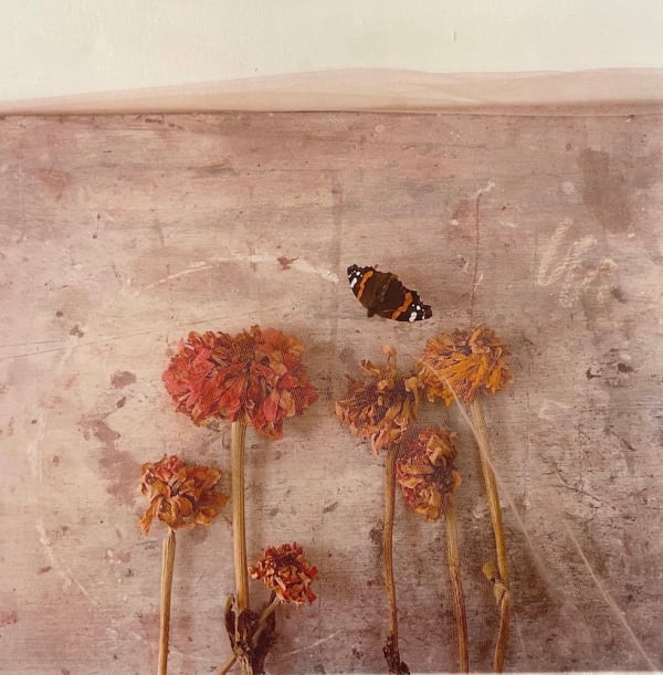 Toni Catany, Natura Morta n°39, 1983