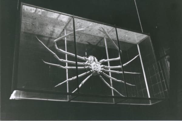 Hervé Guibert Museum d'Histoire Naturelle, Paris Tirage gélatino-argentique d'époque 16 x 24 cm Dim. papier: 16 x 24 cm