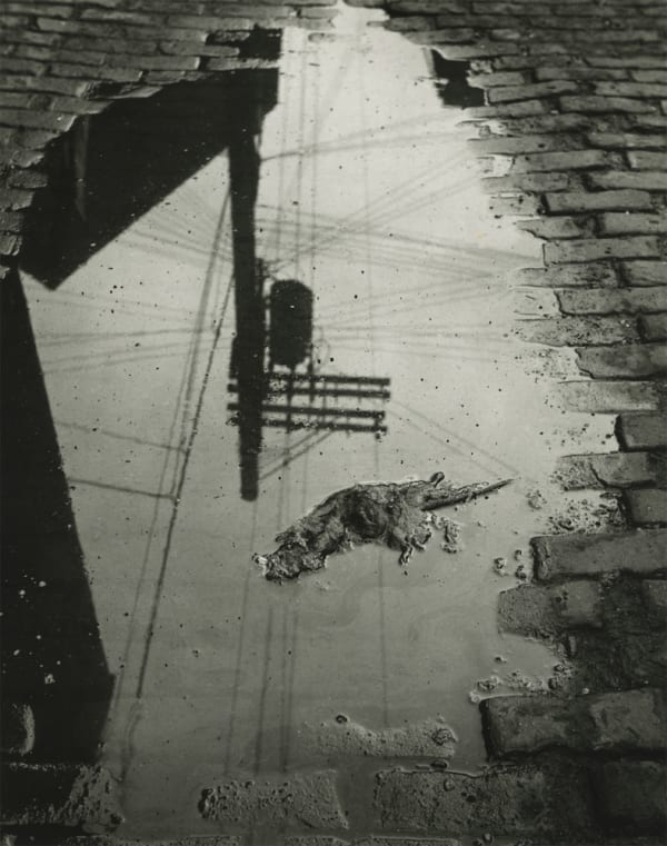 Marvin E. Newman Rat and Street Sign Reflection, Chicago Tirage gélatino-argentique postérieur 24 x 19,4 cm Dim. papier: 25,5 x 20,3 cm