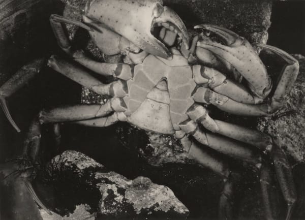 Jean Painlevé, Crabe vu par dessous, c. 1930