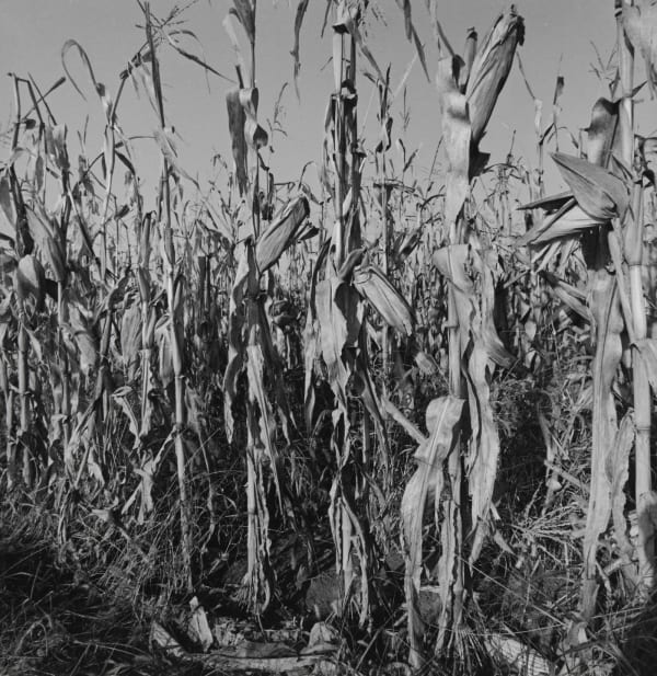 Steven Rifkin Untitled, Bloomington, IN Tirage gélatino-argentique 17,8 x 17,8 cm Dim. papier: 20,3 x 25 cm