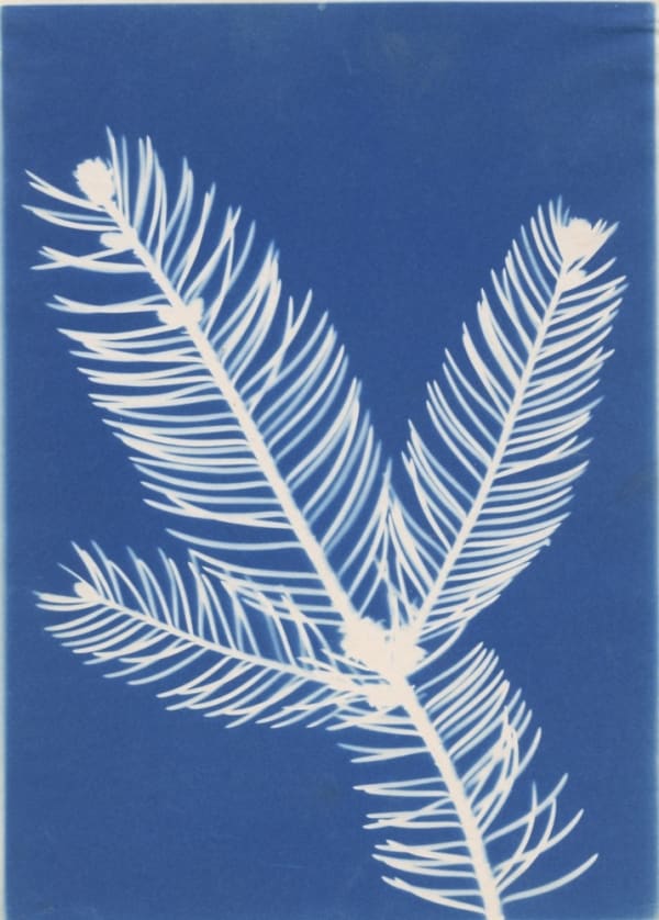 Auteur Inconnu, Plant Photogram, c. 1900