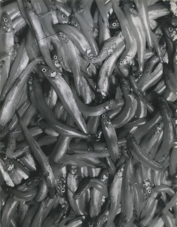 André Steiner, Poissons, éperlans, c. 1935