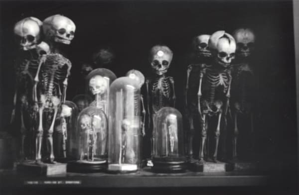 Hervé Guibert Musée de l'Homme, Paris Tirage gélatino-argentique d'époque 11,5 x 17,5 cm Dim. papier: 13,8 x 19,7 cm
