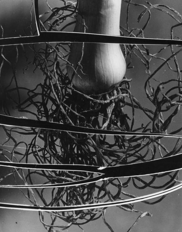 Roger Catherineau, Photogramme, c.1955