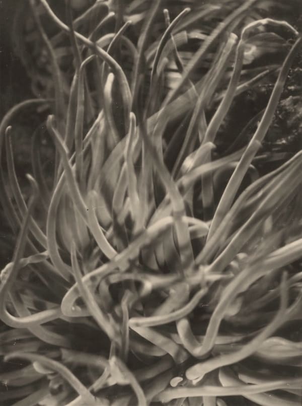 Eli Lotar, Anémone, 1929