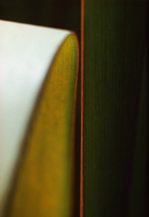 Ernst Haas Cactus leaves, Caribbean Tirage chromogène posthume Dim. papier: 40,5 x 50,7 cm