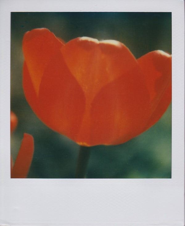 Marion Dubier-Clark Poppy Polaroid 7,7 x 7,9 cm 2.76 x 2.76 in Dim. papier: 10,7 x 8,8 cm