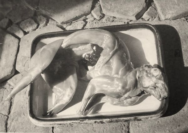 Yvonne Chevalier, Lapin écorché, 1930