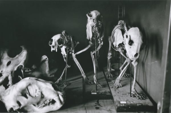 Hervé Guibert Musée de l'Homme, Paris Tirage gélatino-argentique d'époque 17 x 25,7 cm Dim. papier: 20 x 30 cm