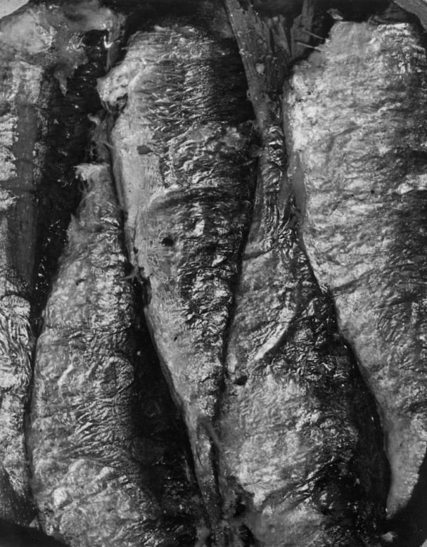 Daniel Masclet, Boite de sardines, c.1928