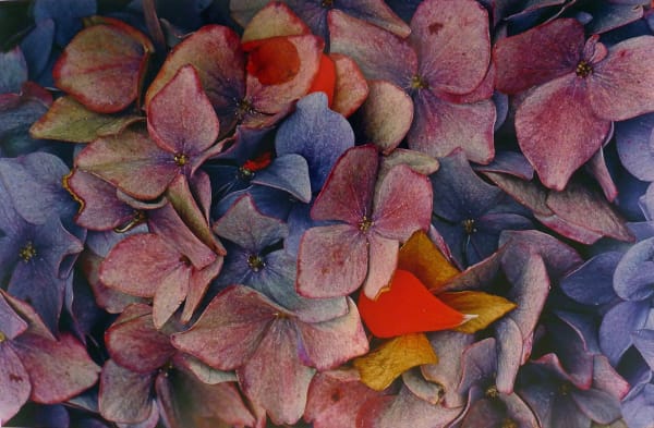 Ernst Haas Hydrangeas, California Tirage Dye Transfer d'époque 34 x 49,5 cm Dim. papier: 36 x 51 cm