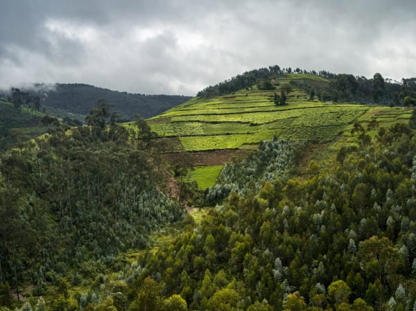 Alexis Cordesse Sans titre, Forêt primaire de Nyungwe, Rwanda Tirage C-Print réalisé sous le contrôle de l'artiste Dim. papier: 90 x 120 cm