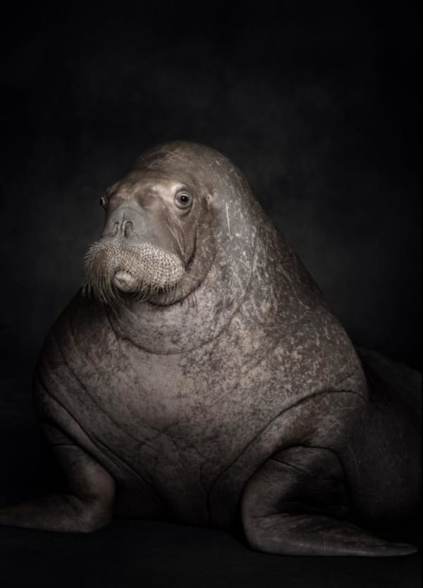 Walrus