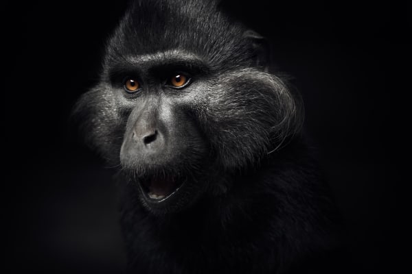 Black Crested Mangabey II