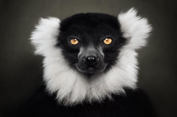 Black and White Ruffed Lemur